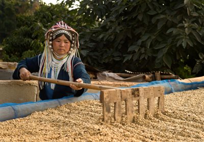 Coffee processing techniques